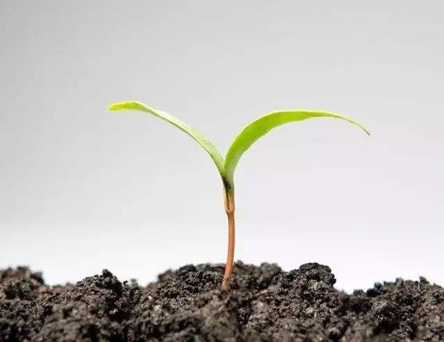 土壤檢測 土壤檢測